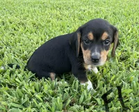Molly, a female Beagle for sale in Athens, GA – Photo 3 of 3