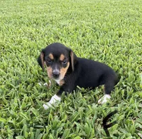 Molly, a female Beagle for sale in Athens, GA – Photo 2 of 3