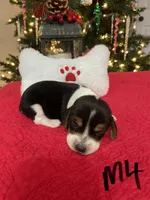 Slade, a male Beagle for sale in Athens, GA – Photo 1 of 3