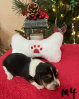 Slade, a male Beagle for sale in Athens, GA – Photo 2 of 3