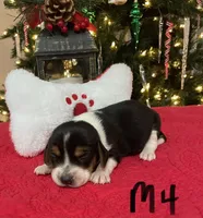 Slade, a male Beagle for sale in Athens, GA – Photo 3 of 3