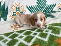 Haley, a female Beagle for sale in Athens, GA – 1 of 4