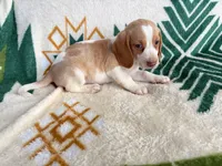 Haley, a female Beagle for sale in Athens, GA – 4 of 4