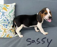 Sassy, a female Beagle for sale in Athens, GA – 3 of 7
