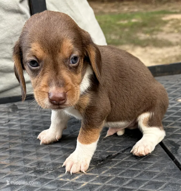 Leo – Beagle puppy for sale in Athens, GA
