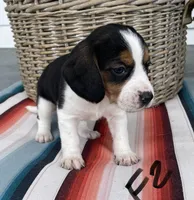 Rain, a female Beagle for sale in Athens, GA – Photo 2 of 4