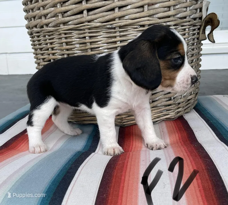 Rain, a female Beagle for sale in Athens, GA – Photo 1 of 4