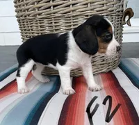 Rain, a female Beagle for sale in Athens, GA – Photo 1 of 4