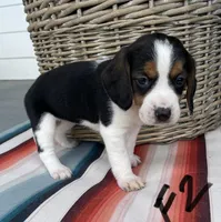 Rain, a female Beagle for sale in Athens, GA – Photo 4 of 4