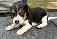 Lily, a female Beagle for sale in Athens, GA – 3 of 4