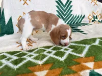 Holly, a female Beagle for sale in Athens, GA – 3 of 3