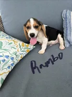 Rambo, a male Beagle for sale in Athens, GA – 2 of 4
