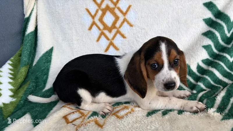 Ella – Beagle puppy for sale in Athens, GA