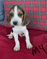 Hawk, a male Beagle for sale in Athens, GA – Photo 3 of 4