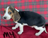 Hawk, a male Beagle for sale in Athens, GA – Photo 4 of 4