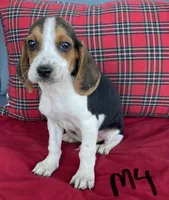 Hawk, a male Beagle for sale in Athens, GA – Photo 1 of 4