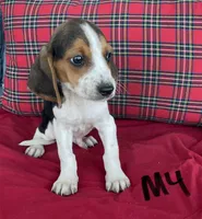 Hawk, a male Beagle for sale in Athens, GA – Photo 2 of 4