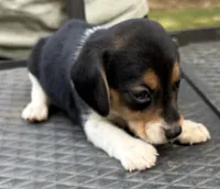Molly, a female Beagle for sale in Athens, GA – 3 of 4
