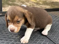 Duke, a male Beagle for sale in Athens, GA – 2 of 3