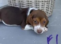 Reba, a female Beagle for sale in Athens, GA – Photo 1 of 3