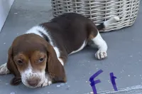 Reba, a female Beagle for sale in Athens, GA – Photo 2 of 3