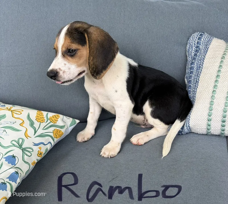 Rambo – Beagle puppy for sale in Athens, GA