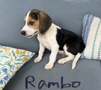 Rambo, a male Beagle for sale in Athens, GA – 1 of 4