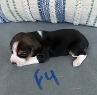 Sassy, a female Beagle for sale in Athens, GA – 5 of 5