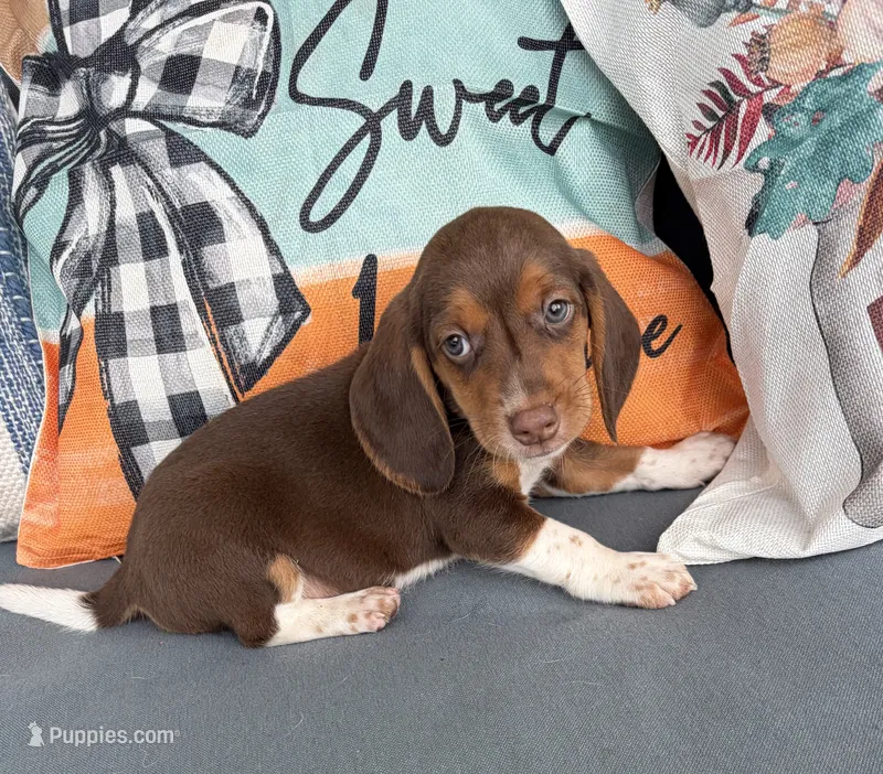 Leo – Beagle puppy for sale in Athens, GA