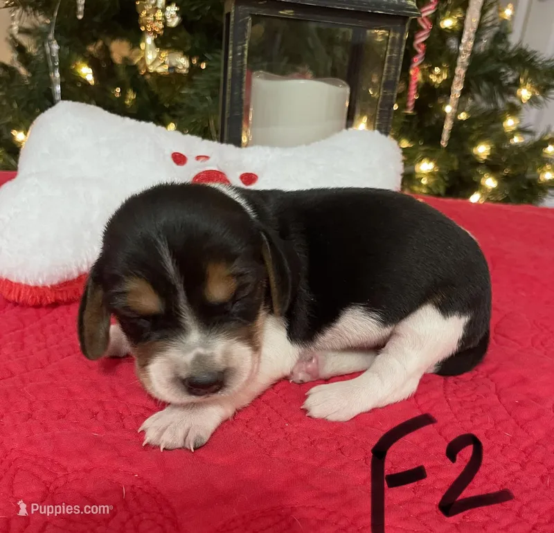 Sassy, a female Beagle for sale in Athens, GA – Photo 1 of 4