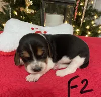 Sassy, a female Beagle for sale in Athens, GA – Photo 1 of 4