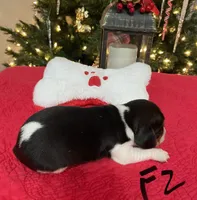 Sassy, a female Beagle for sale in Athens, GA – Photo 2 of 4