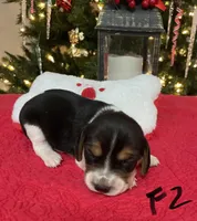 Sassy, a female Beagle for sale in Athens, GA – Photo 4 of 4