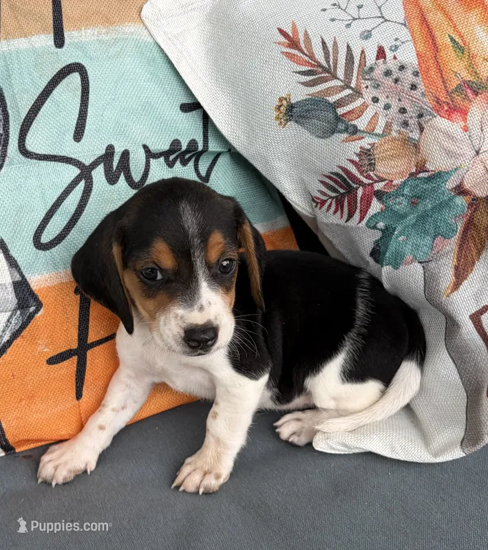 Lily – Beagle puppy for sale in Athens, GA