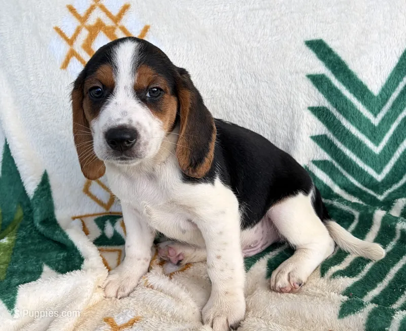 Remi – Beagle puppy for sale in Athens, GA
