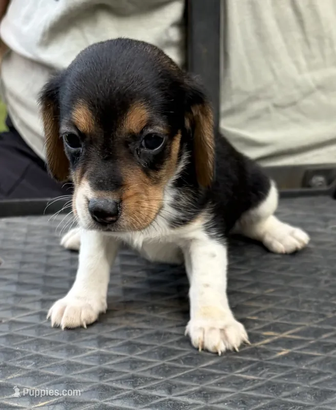 Molly – Beagle puppy for sale in Athens, GA
