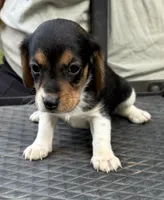 Molly, a female Beagle for sale in Athens, GA – 1 of 4