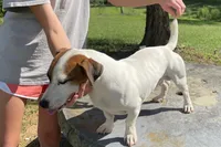 Rooster, a male Jack Russell Terrier for sale in Athens, GA – Photo 2 of 2