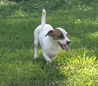Rooster, a male Jack Russell Terrier for sale in Athens, GA – Photo 1 of 2