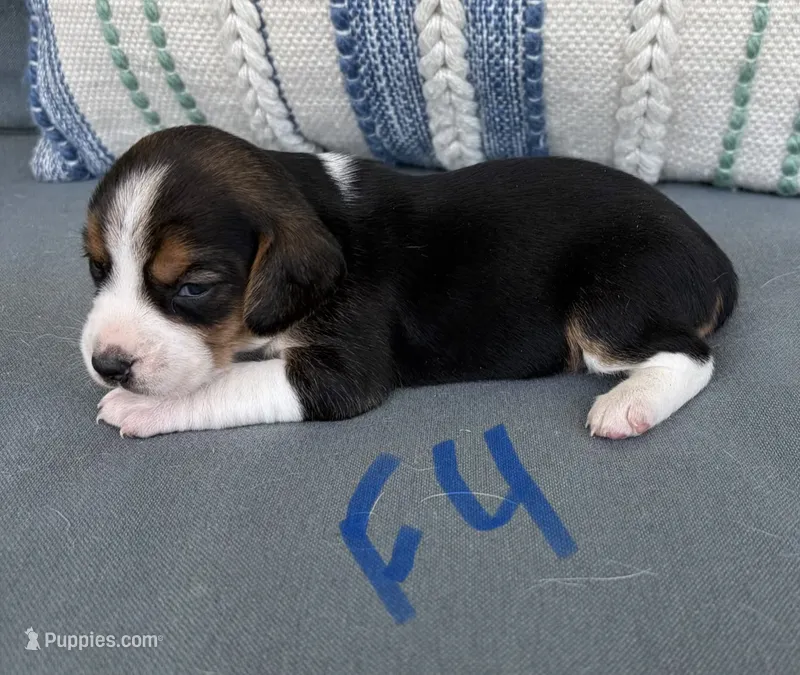 Sassy – Beagle puppy for sale in Athens, GA