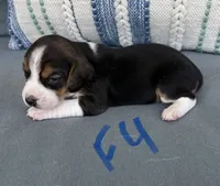 Sassy, a female Beagle for sale in Athens, GA – 1 of 5
