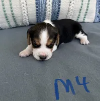 Ringo, a male Beagle for sale in Athens, GA – 2 of 3