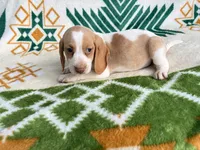 Haley, a female Beagle for sale in Athens, GA – 3 of 4