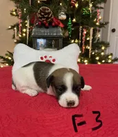 Joy, a female Jack Russell Terrier for sale in Athens, GA – Photo 2 of 3