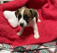 Joy, a female Jack Russell Terrier for sale in Athens, GA – Photo 1 of 3