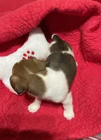 Joy, a female Jack Russell Terrier for sale in Athens, GA – Photo 3 of 3