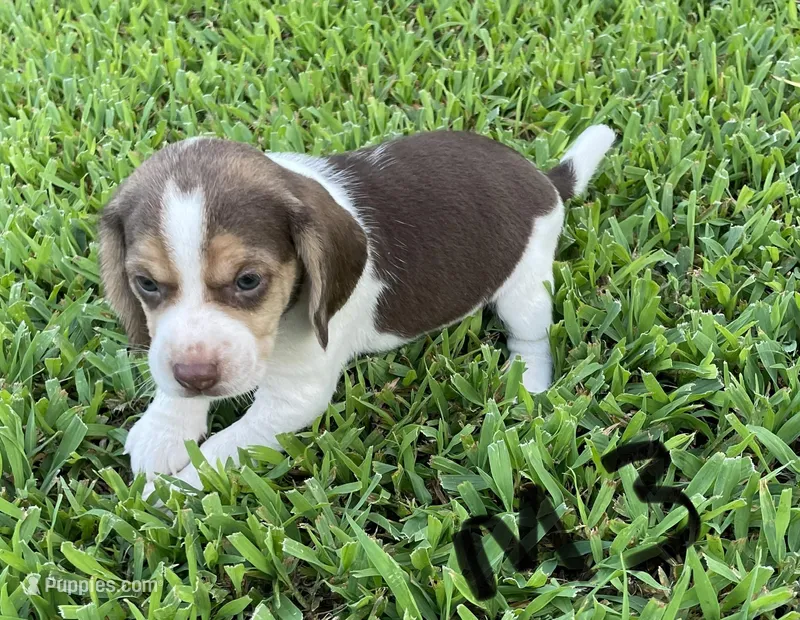 Max, a male Beagle for sale in Athens, GA – Photo 1 of 4