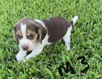Max, a male Beagle for sale in Athens, GA – Photo 1 of 4