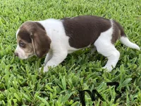 Max, a male Beagle for sale in Athens, GA – Photo 4 of 4