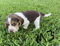 Max, a male Beagle for sale in Athens, GA – Photo 3 of 4